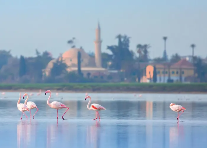 Hotell Indigo By Ihg-adults Only Larnaca